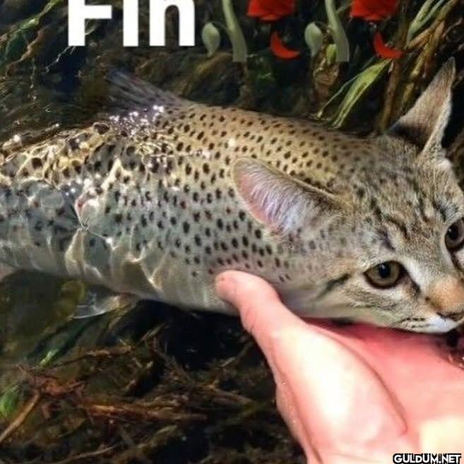 FIN