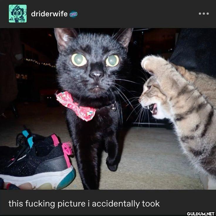 driderwife this fucking...