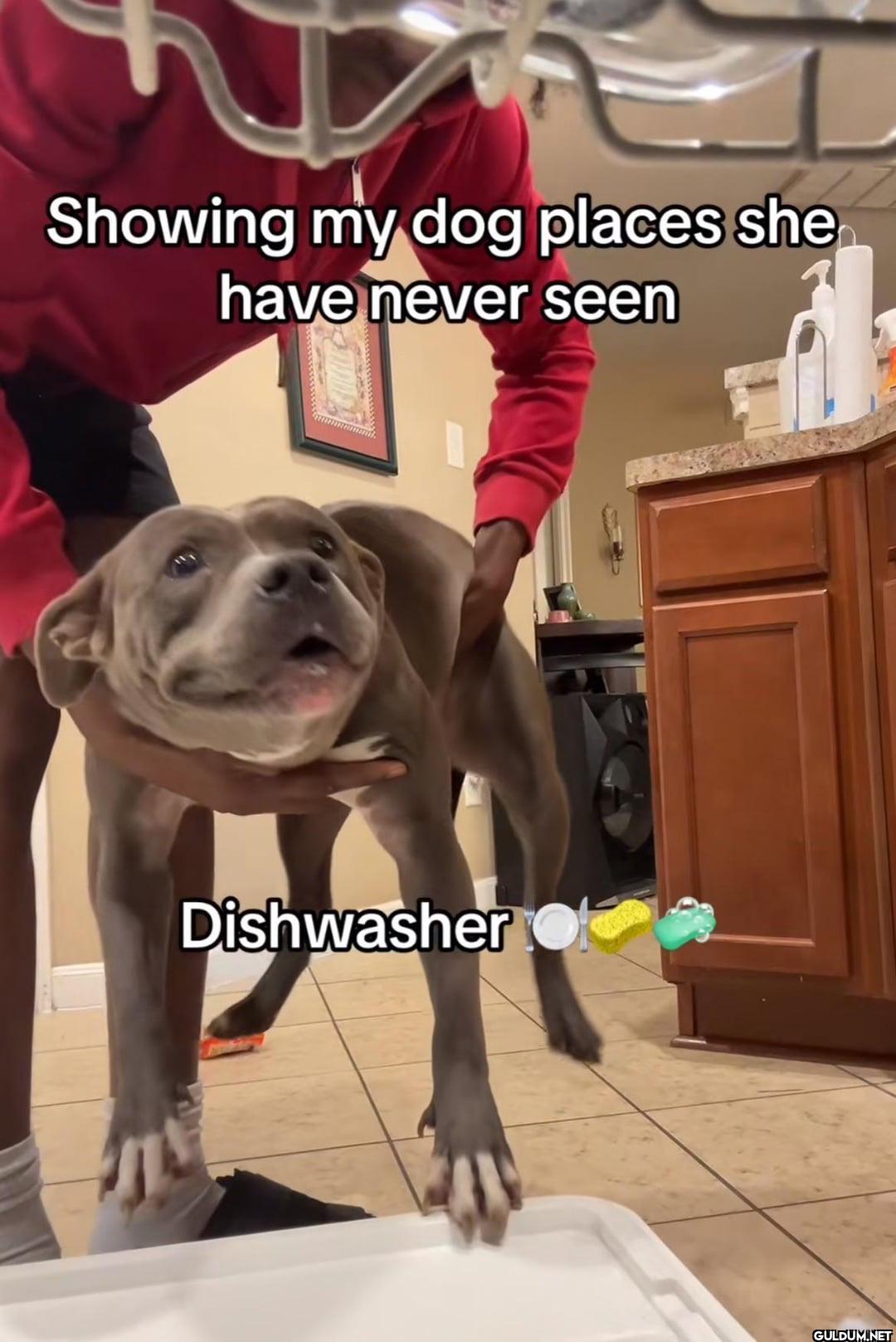 Showing my dog places she...