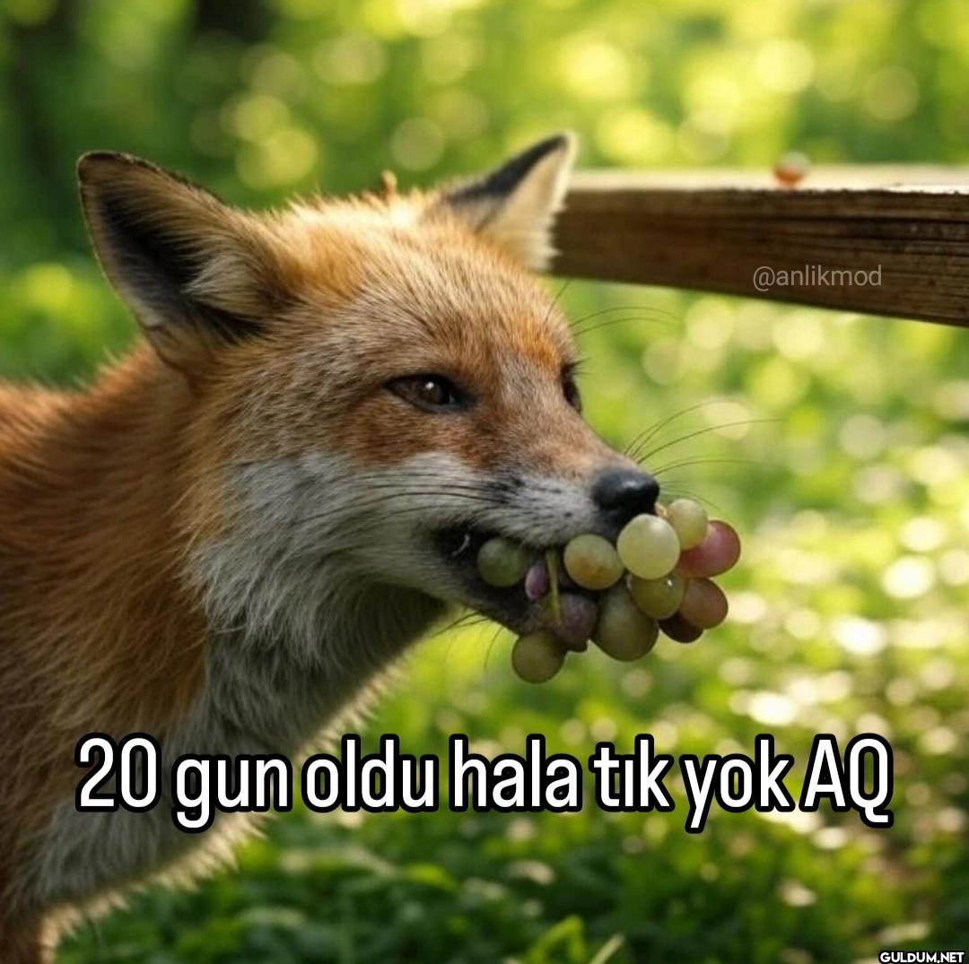 20 gun oldu hala tık yok AQ