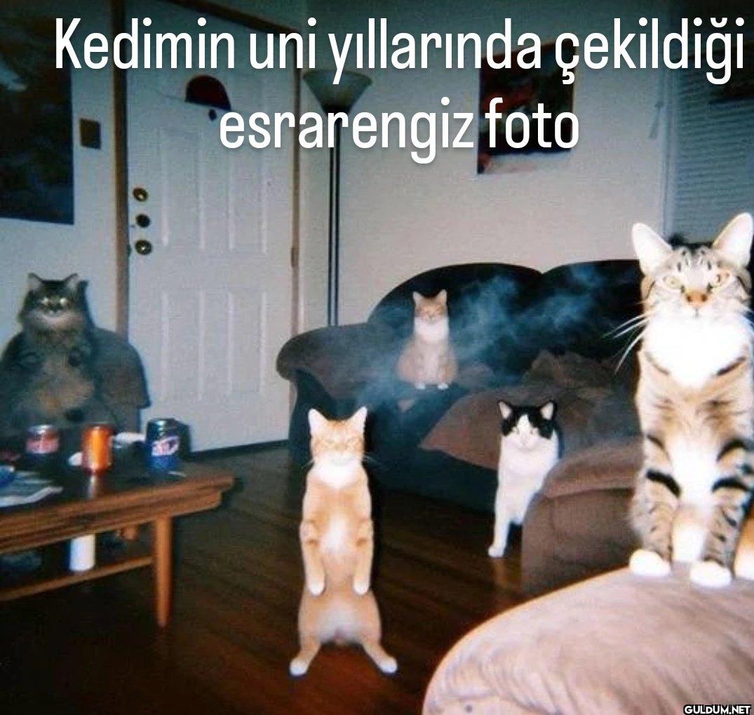 Kedimin uni yıllarında...