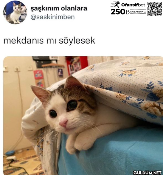 mekdanis mi söylesek...