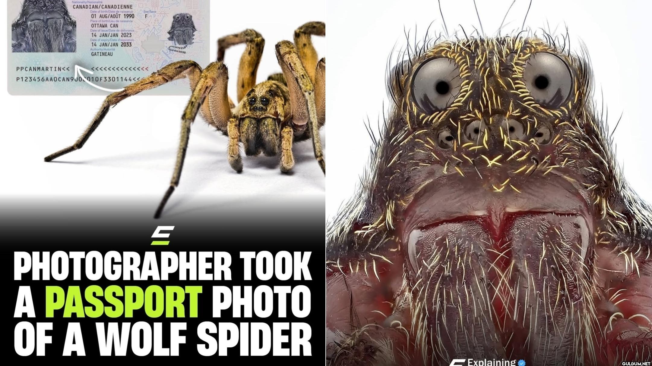 Photographer took a...