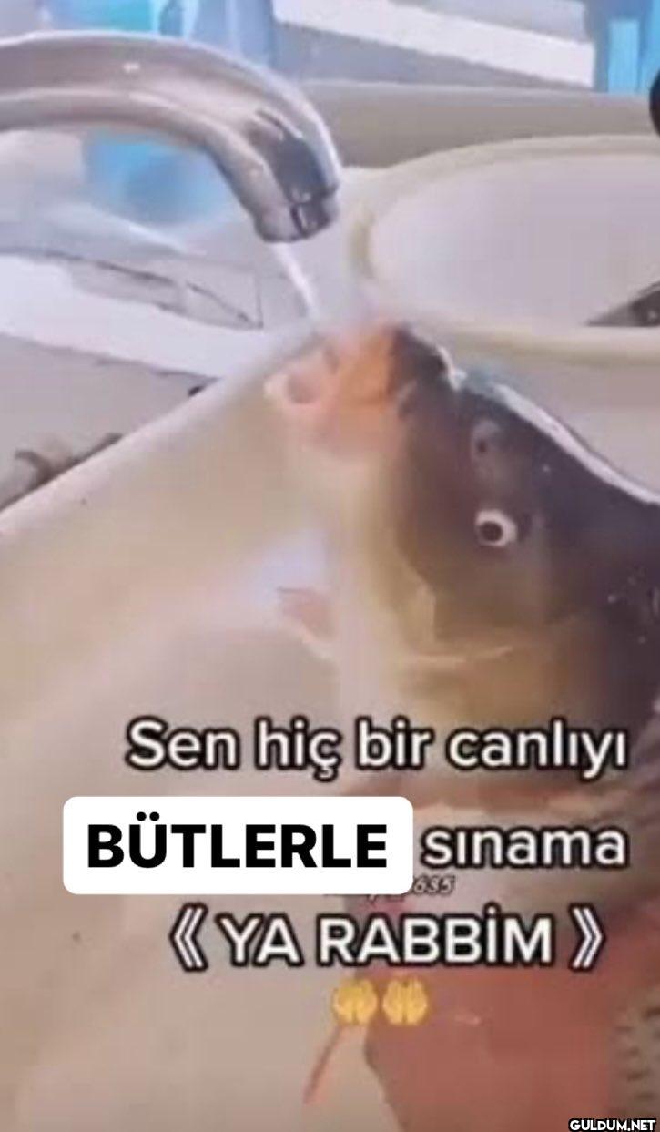Sen hiç bir canlıyı...