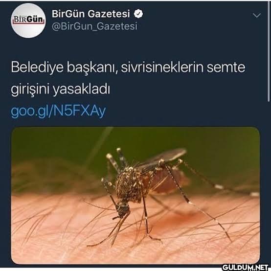 Gazetesi Belediye başkanı,...