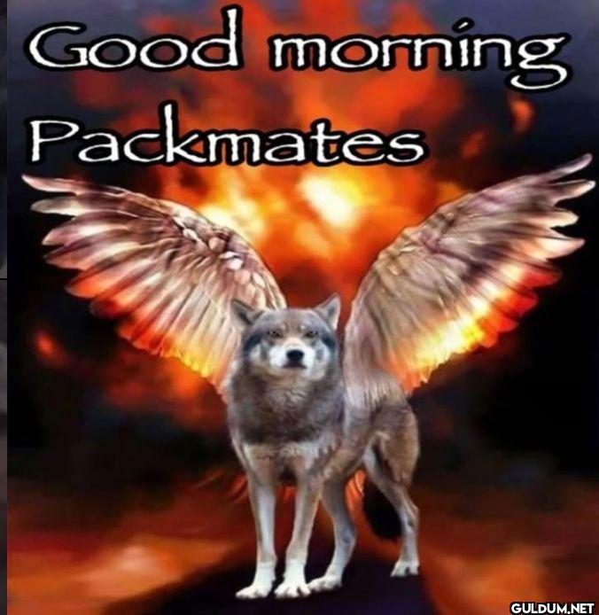 Good morning Packmates