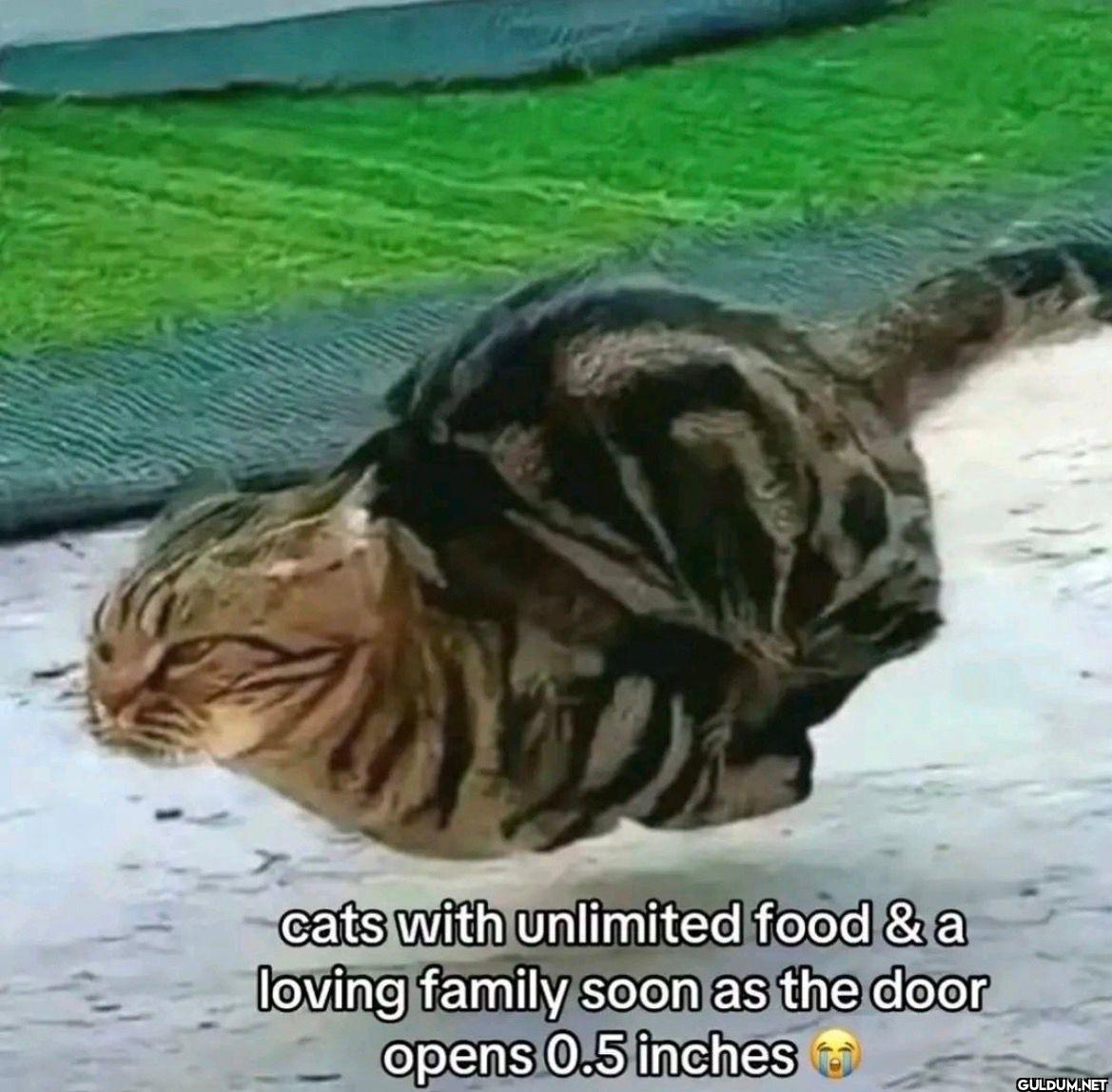 cats with unlimited food &...
