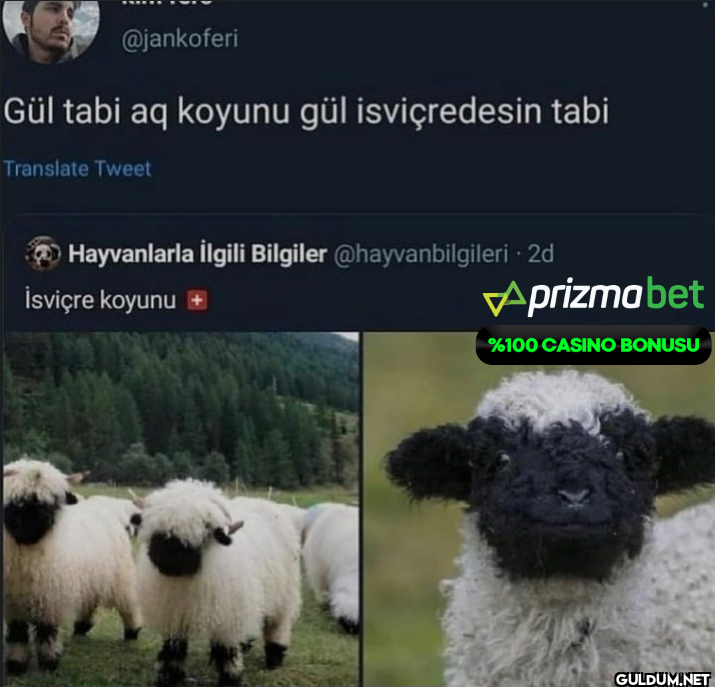 Gül tabi aq koyunu gül...