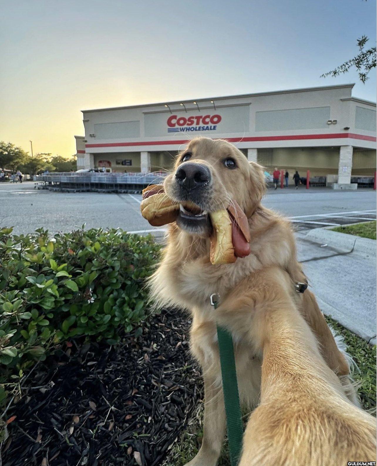 .    COSTCO WHOLESALE