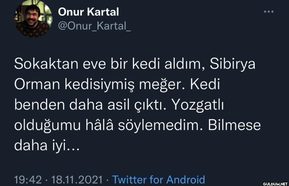 Sokaktan eve bir kedi...