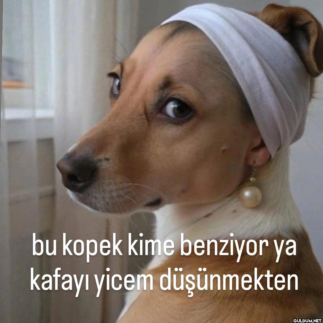 bu kopek kime benziyor ya...