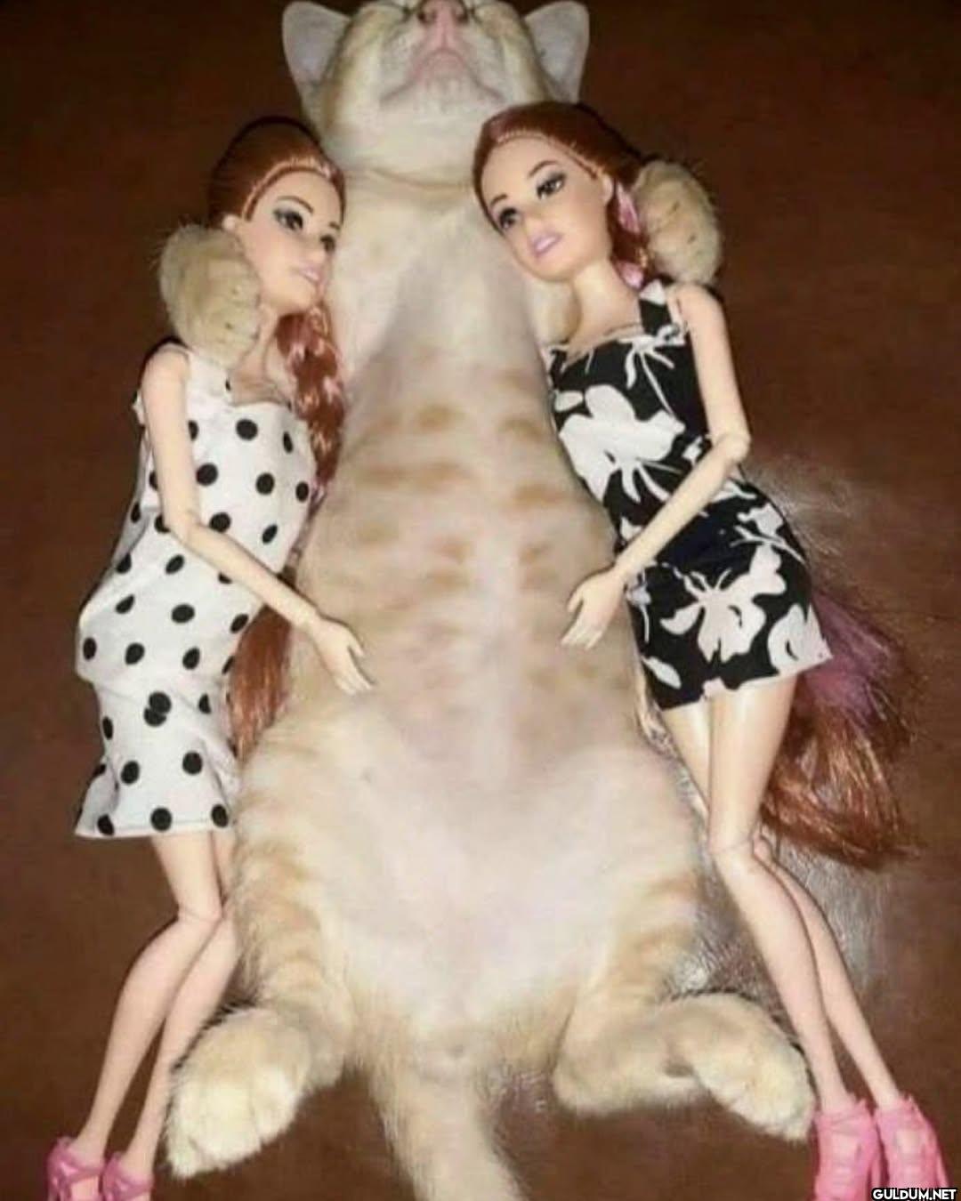 barbielerle yatan.kedi