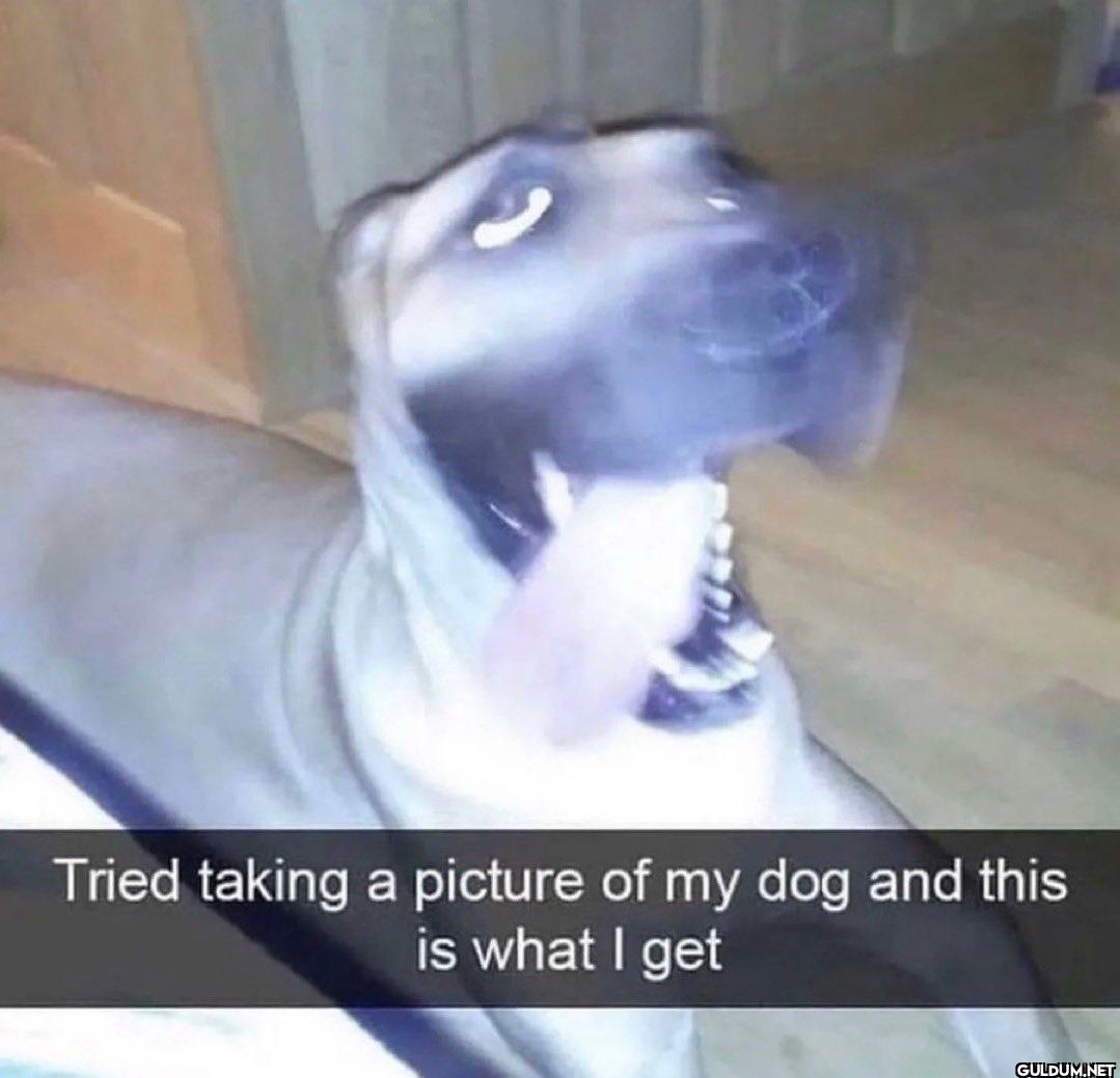 Tried taking a picture of...