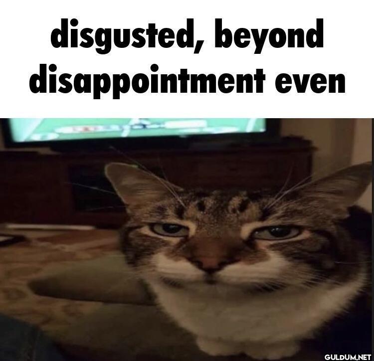 disgusted, beyond...