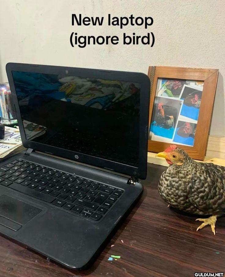 New laptop ignore bird