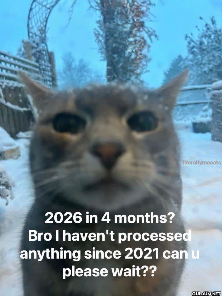 literallymecats 2026 in 4...