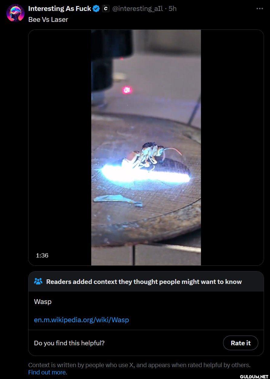 Interesting As Fuck Bee Vs...