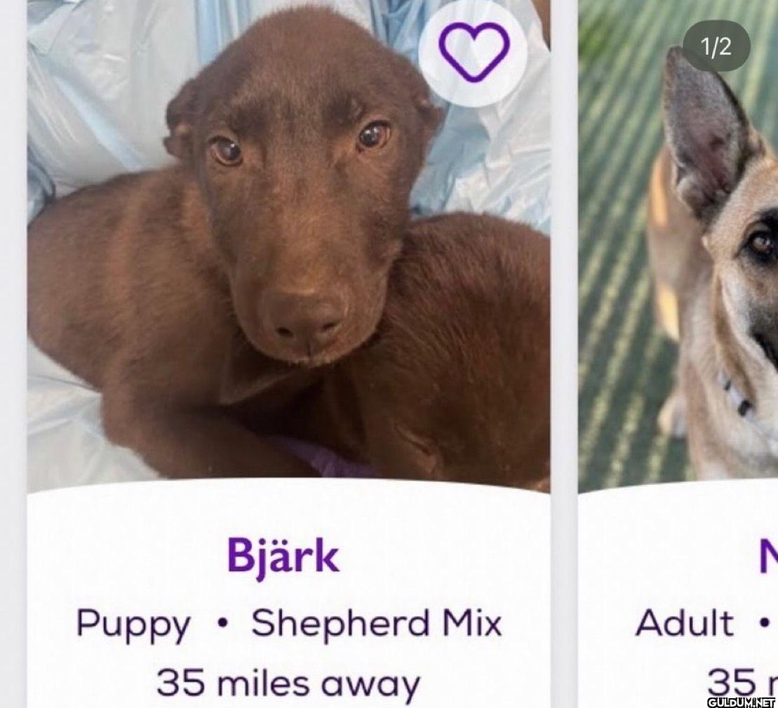 • Bjärk Puppy Shepherd Mix...