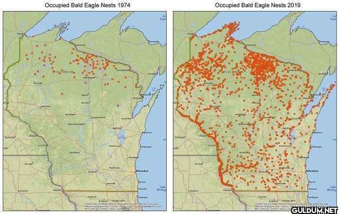 9. Occupied Bald Eagle...