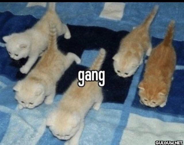 gang