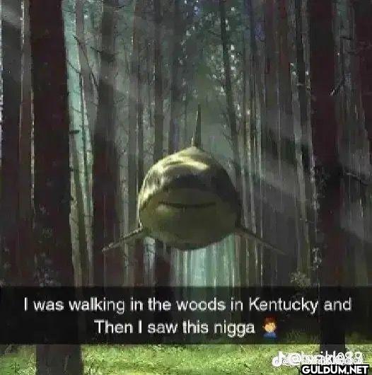 I was walking in the woods...