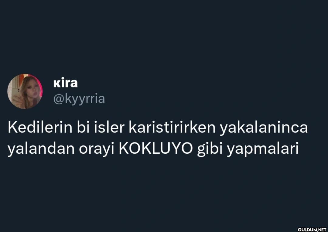 Kedilerin bi isler...