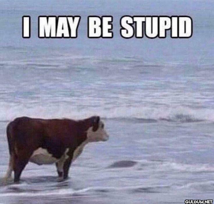 I MAY BE STUPID
