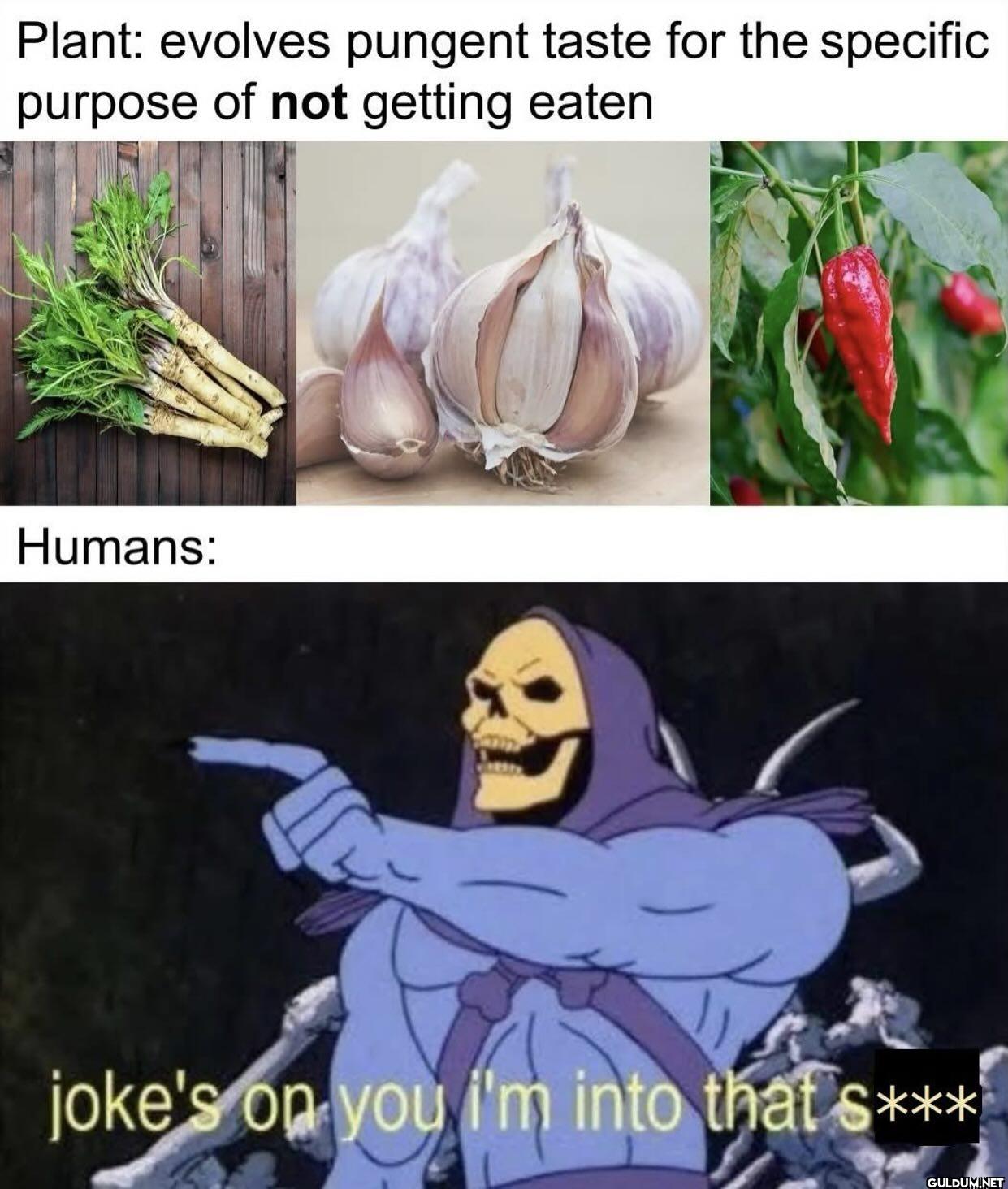 ︎ ︎    Plant: evolves...