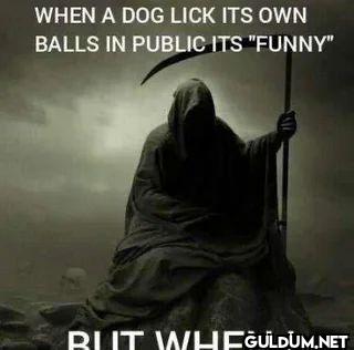 WHEN A DOG LICK ITS OWN...