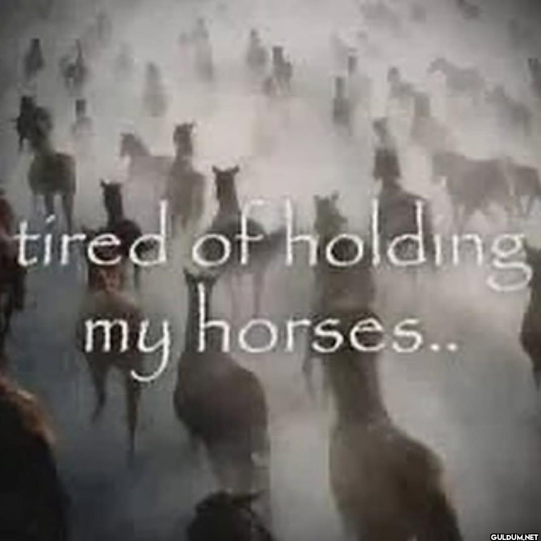 tired of holding my horses..