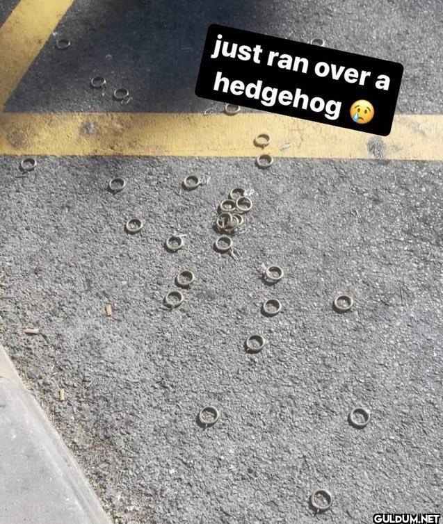just ran over a hedgehog b Ο