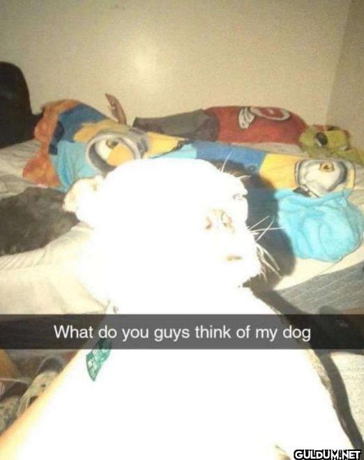 What do you guys think of my dog