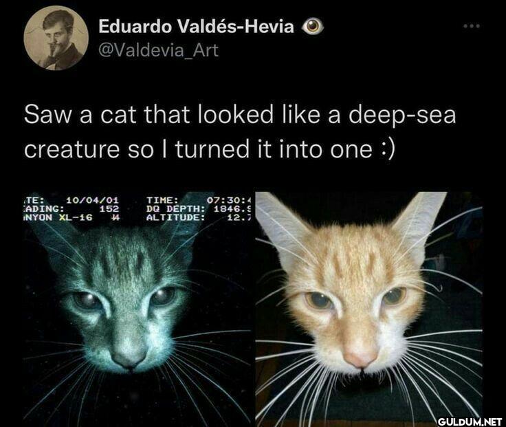 Saw a cat that looked a...