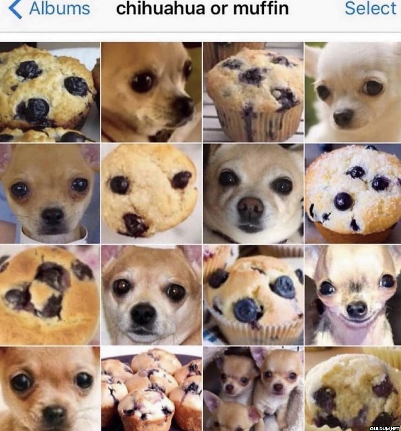 Albums chihuahua or muffin Select
