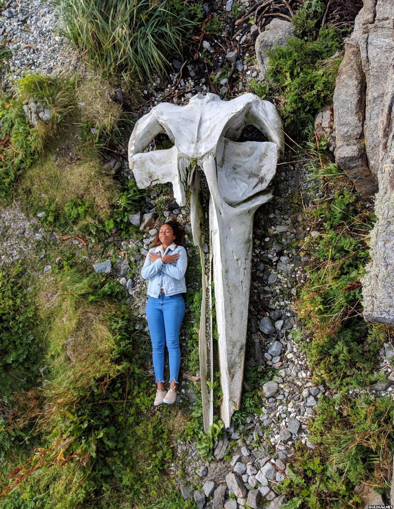 4. Size of Whale Skull...
