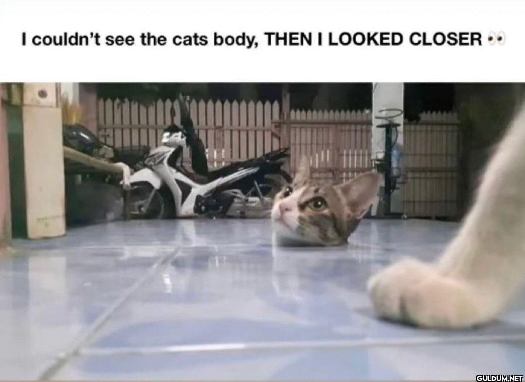 I couldn't see the cats...