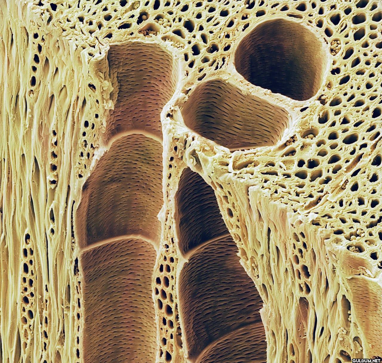 15. Electron microscope...