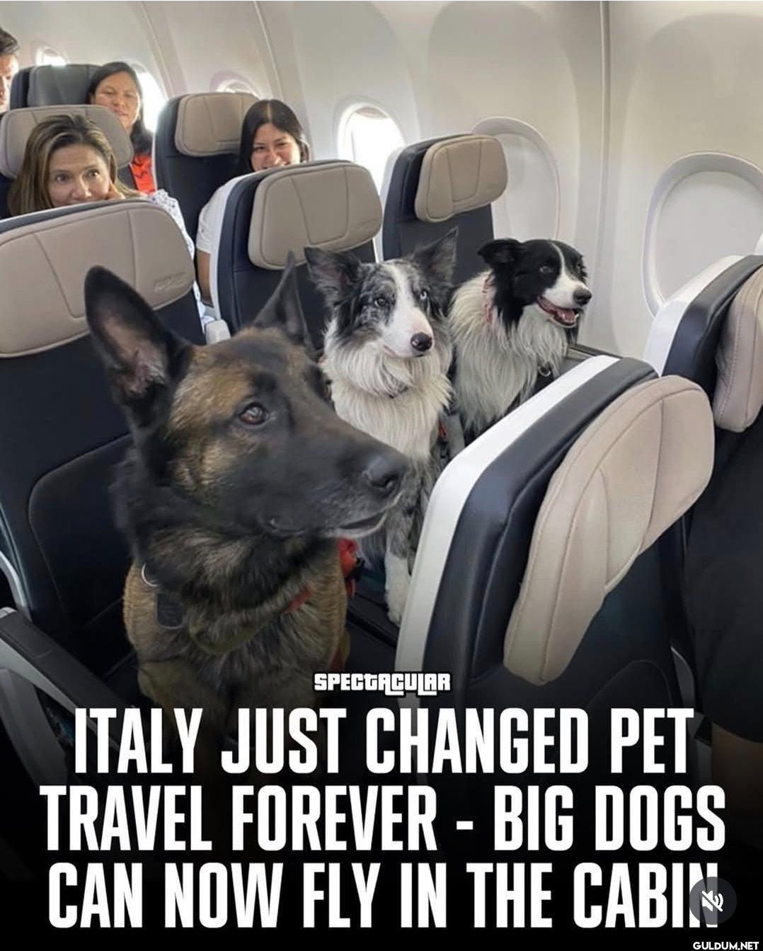I wish I could tag my dog,...