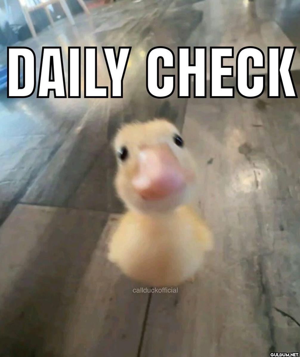 DAILY CHECK callduckofficial
