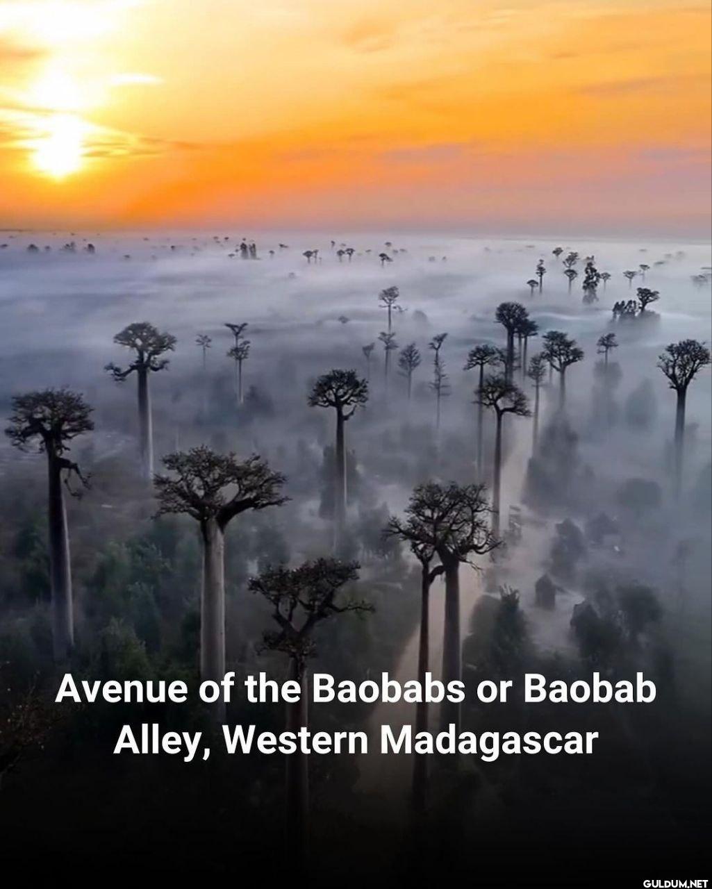 11. Avenue of the Baibabs...