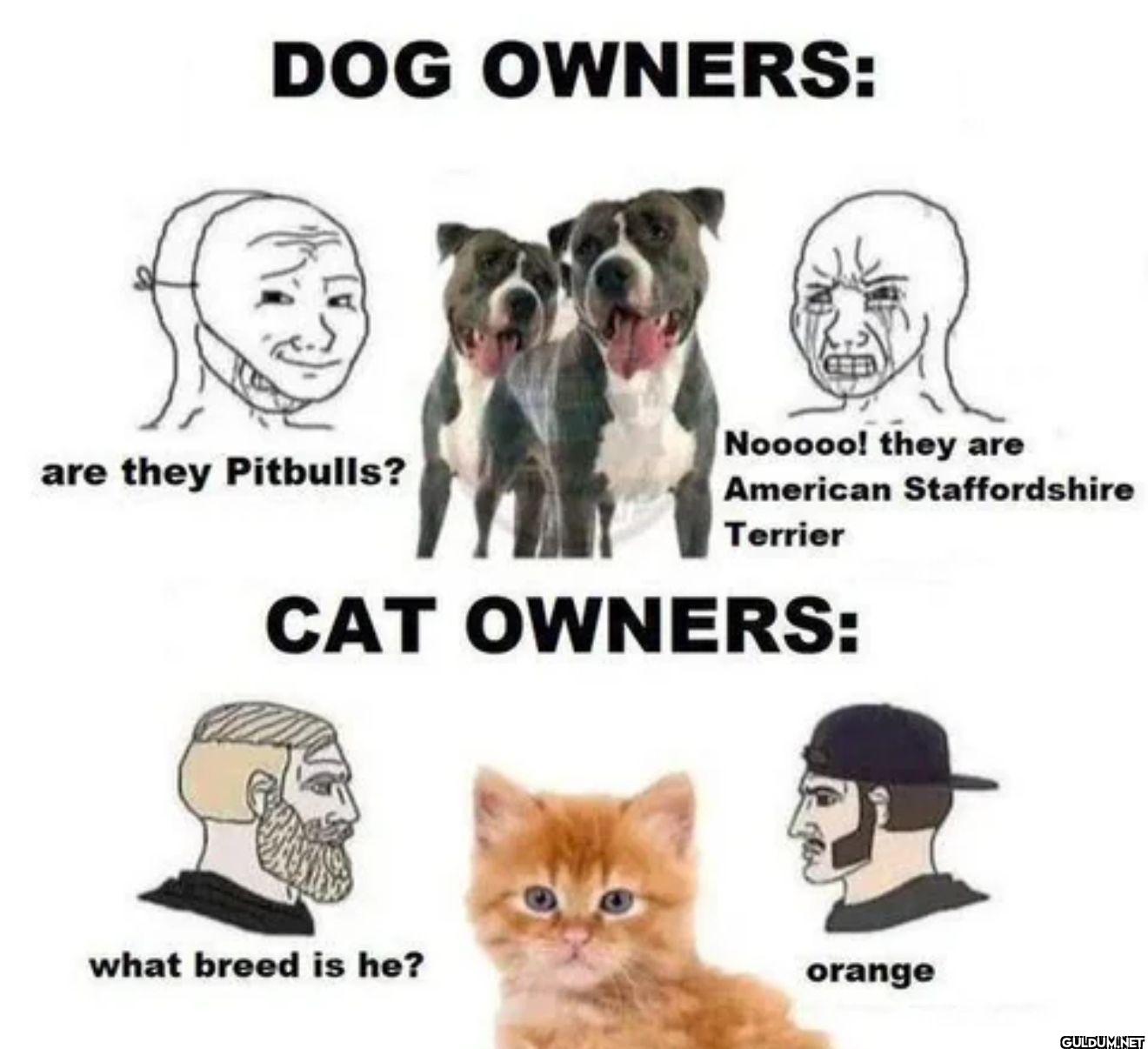 DOG OWNERS: are they...