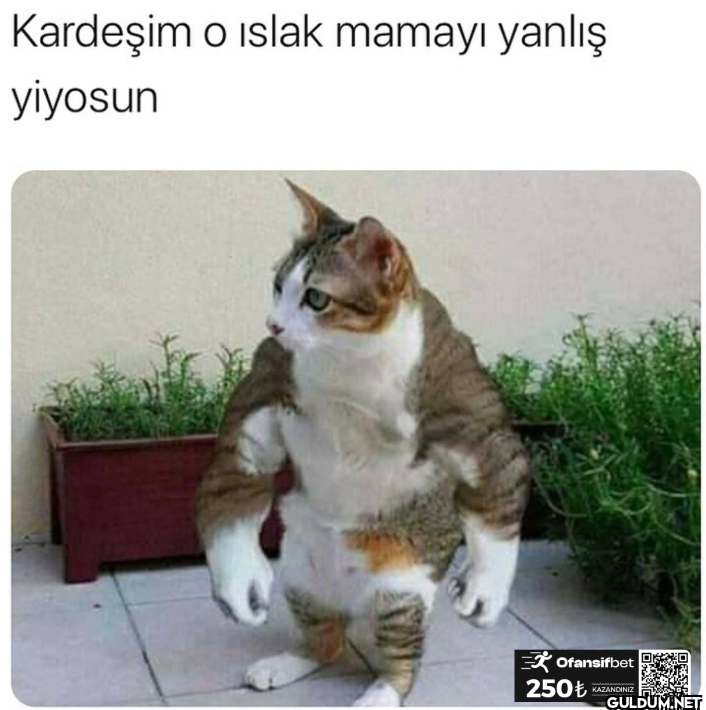 Kardeşim o ıslak mamayı...