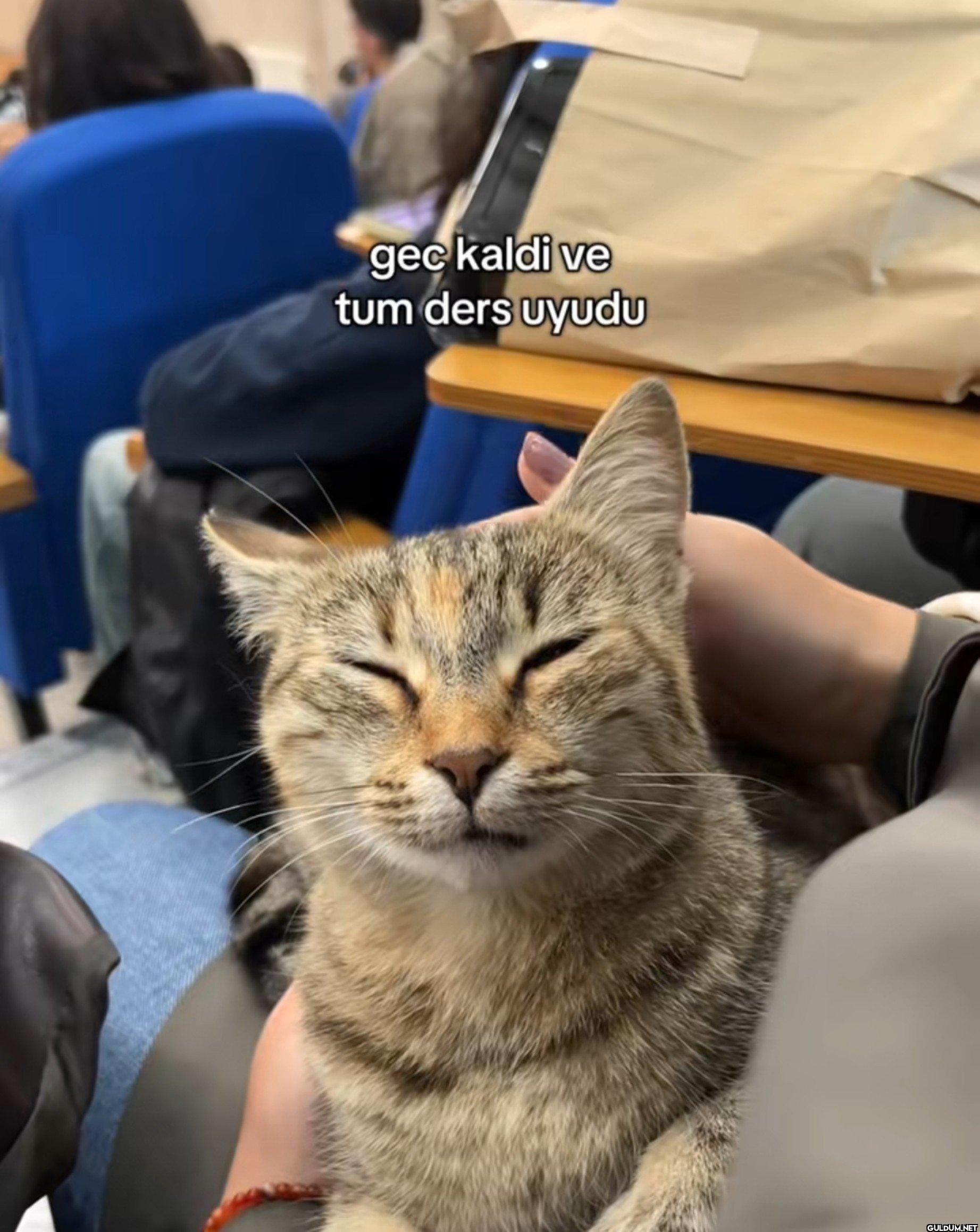 Akademik kariyerin...