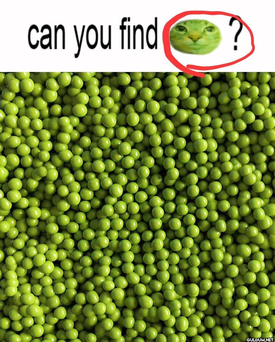 can you find ?