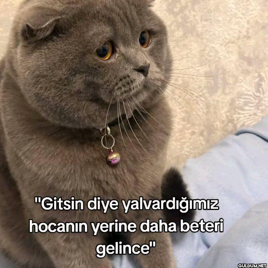 "Gitsin diye yalvardığımız...