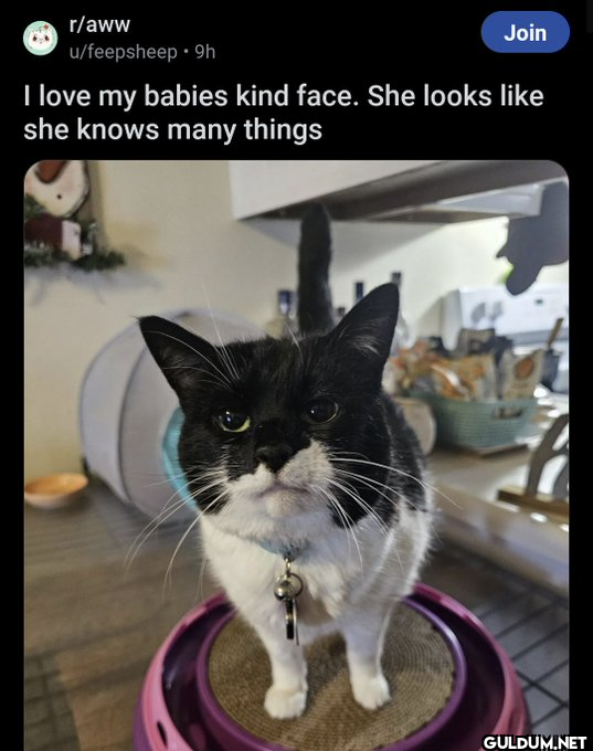 r/aww u/feepsheep 9h Join...