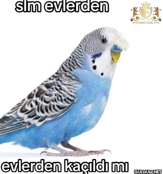 slm evlerden evlerden...