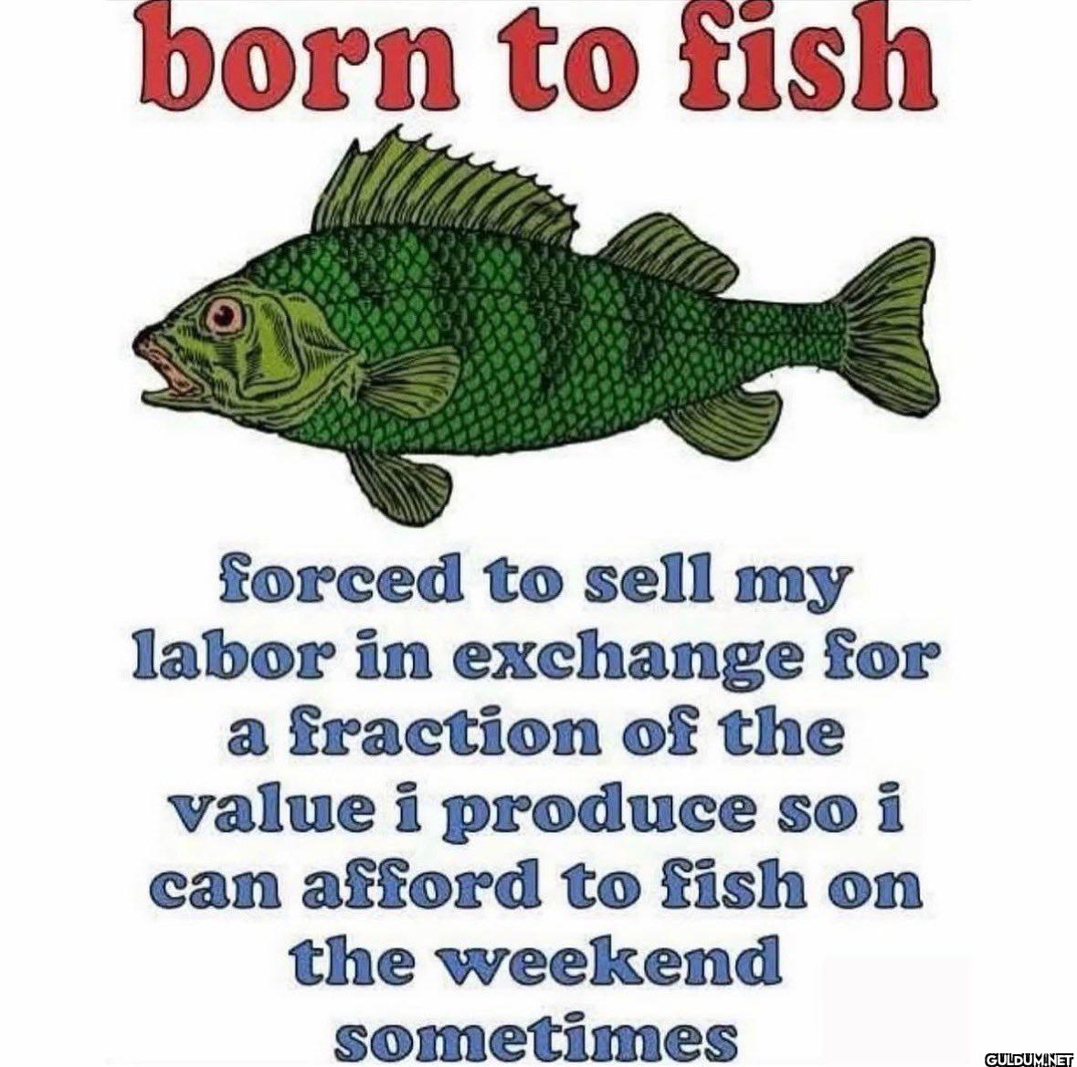 born to fish forced to...