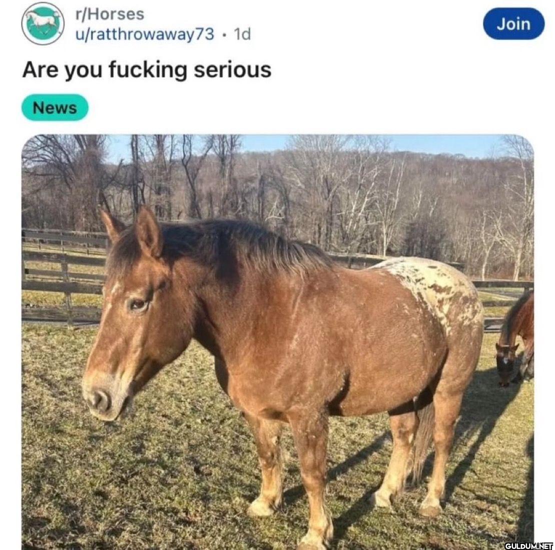 r/Horses...