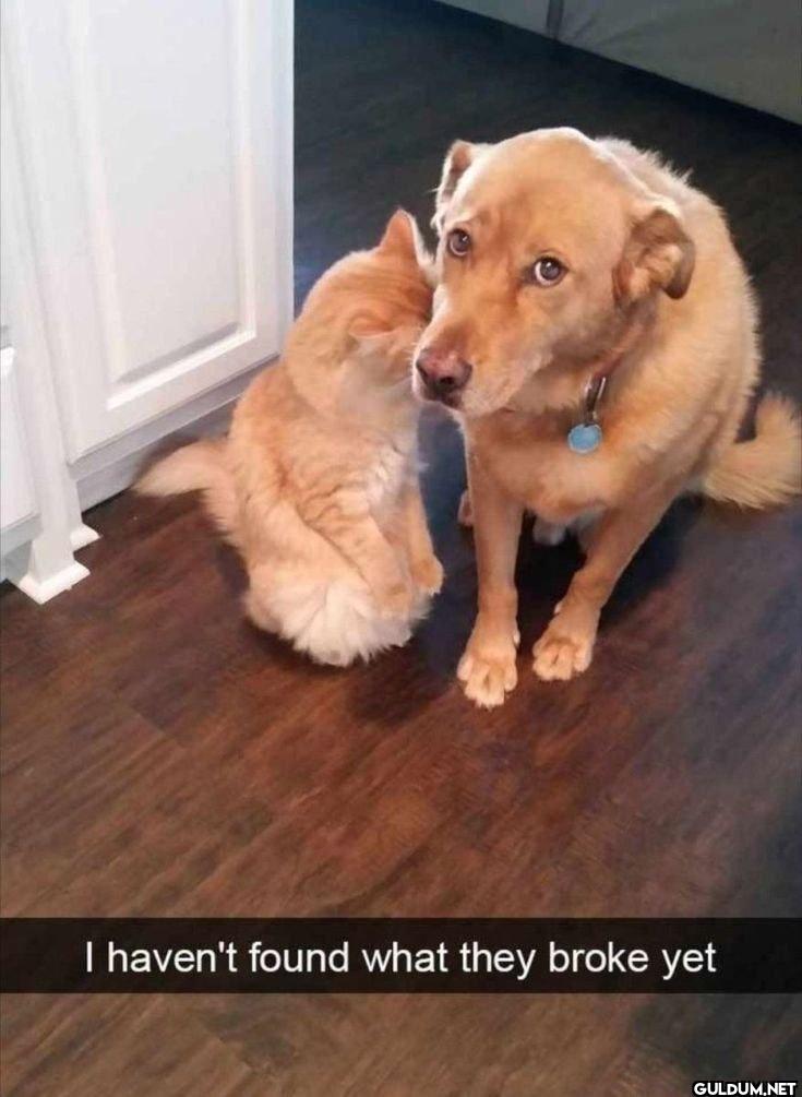 I haven't found what they broke yet